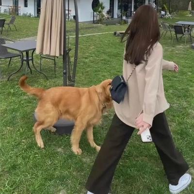 献给检察官的玫瑰花